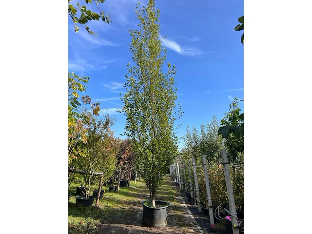 2x beuk, fagus 'dawyck ', zuilvorm, ca. 500-550 cm hoog - afbeelding 1 van  3