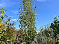 2x beuk, fagus 'dawyck ', zuilvorm, ca. 500-550 cm hoog