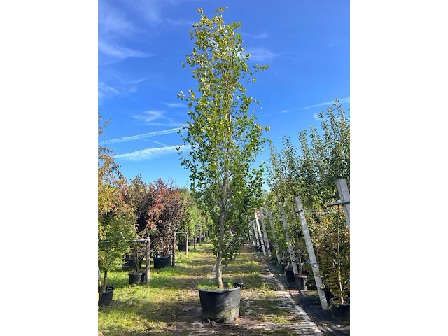 2x beuk, fagus 'dawyck ', zuilvorm, ca. 500-550 cm hoog - afbeelding 2 van  3