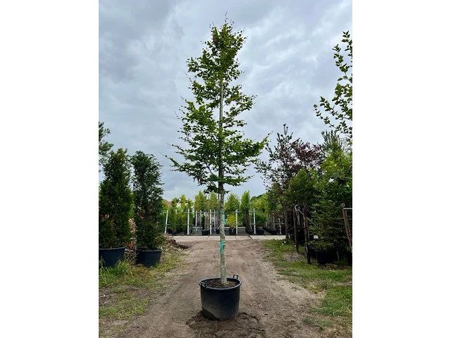 2x beuk, fagus sylvatica, hoogstam, groenbladig, ca. 5-6 m hoog - afbeelding 1 van  2