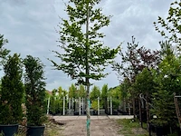 2x beuk, fagus sylvatica, hoogstam, groenbladig, ca. 5-6 m hoog