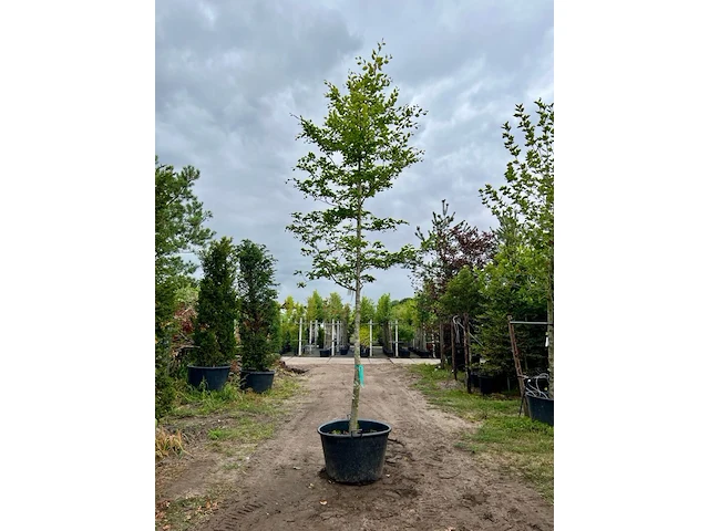 2x beuk, fagus sylvatica, hoogstam, groenbladig, ca. 5-6 m hoog - afbeelding 2 van  2