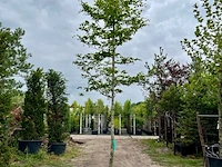2x beuk, fagus sylvatica, hoogstam, groenbladig, ca. 5-6 m hoog - afbeelding 2 van  2