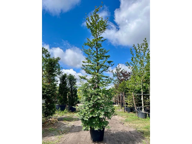 2x beuk, fagus sylvatica, zuilvorm, groenbladig, ca. 5 m hoog - afbeelding 1 van  2