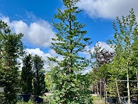 2x beuk, fagus sylvatica, zuilvorm, groenbladig, ca. 5 m hoog