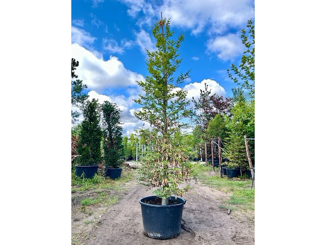 2x beuk, fagus sylvatica, zuilvorm, groenbladig, ca. 5 m hoog - afbeelding 2 van  2
