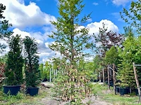 2x beuk, fagus sylvatica, zuilvorm, groenbladig, ca. 5 m hoog - afbeelding 2 van  2