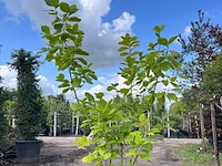 2x beverboom, magnolia 'yellow river', meerstammig, zachtgele bloei, ca. 200-250 cm hoog