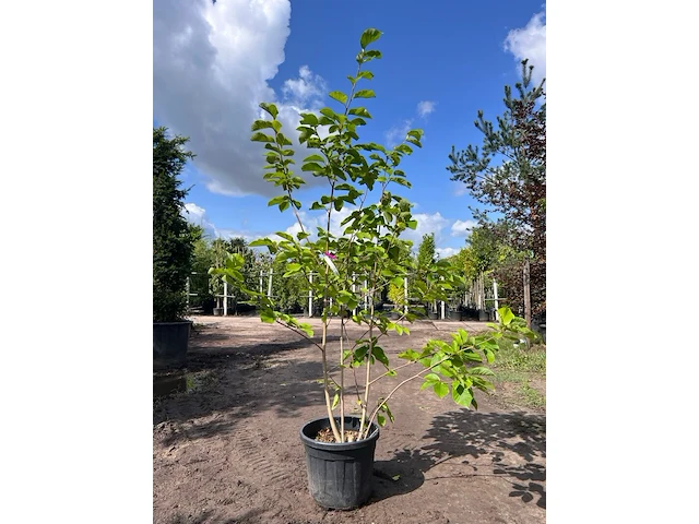 2x beverboom, magnolia 'yellow river', meerstammig, zachtgele bloei, ca. 200-250 cm hoog - afbeelding 2 van  3