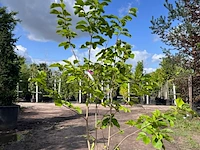 2x beverboom, magnolia 'yellow river', meerstammig, zachtgele bloei, ca. 200-250 cm hoog - afbeelding 2 van  3