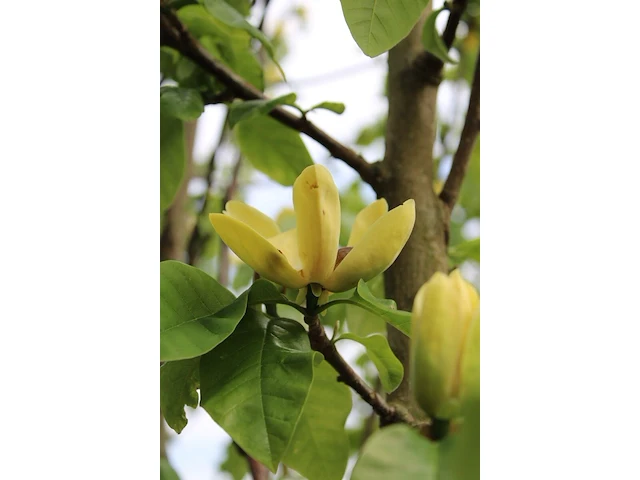 2x beverboom, magnolia 'yellow river', meerstammig, zachtgele bloei, ca. 200-250 cm hoog - afbeelding 3 van  3