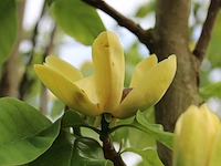 2x beverboom, magnolia 'yellow river', meerstammig, zachtgele bloei, ca. 200-250 cm hoog - afbeelding 3 van  3