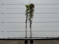 2x blauwe regen - wisteria sinensis - hoogte ca. 150 cm - afbeelding 1 van  4