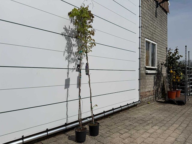 2x blauwe regen - wisteria sinensis - hoogte ca. 150 cm - afbeelding 4 van  4