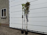2x blauwe regen - wisteria sinensis - hoogte ca. 150 cm - afbeelding 2 van  4