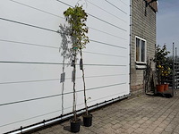 2x blauwe regen - wisteria sinensis - hoogte ca. 150 cm - afbeelding 2 van  2