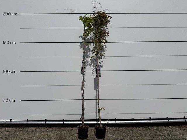 2x blauwe regen - wisteria sinensis - hoogte ca. 150 cm - afbeelding 1 van  2