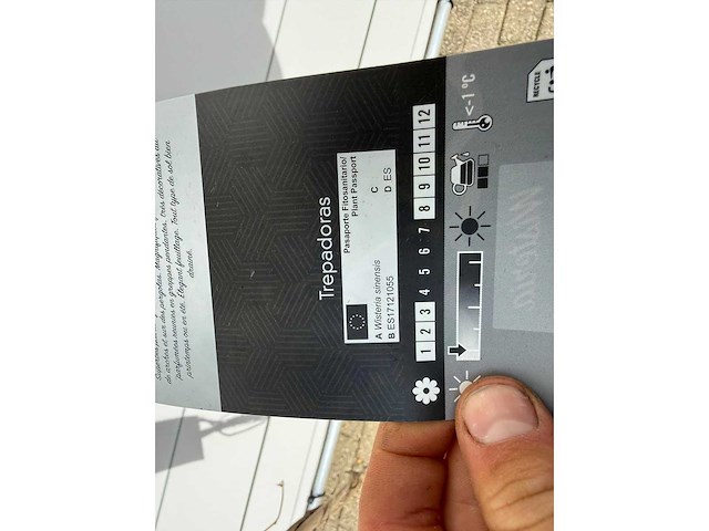 2x blauwe regen - wisteria sinensis - hoogte ca. 150 cm - afbeelding 1 van  2