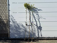 2x blauwe regen - wisteria sinensis - hoogte ca. 180 cm (let op: 2x) - afbeelding 1 van  3