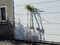 2x blauwe regen - wisteria sinensis - hoogte ca. 180 cm (let op: 2x) - afbeelding 2 van  3