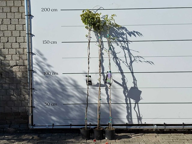 2x blauwe regen - wisteria sinensis - hoogte ca. 180 cm (let op: 2x) - afbeelding 1 van  3
