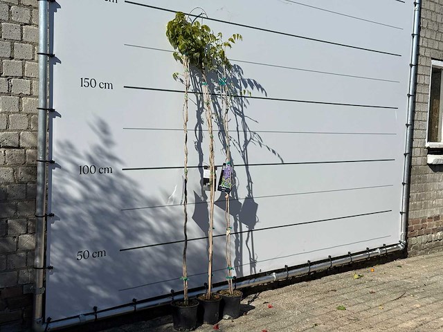 2x blauwe regen - wisteria sinensis - hoogte ca. 180 cm (let op: 2x) - afbeelding 3 van  3