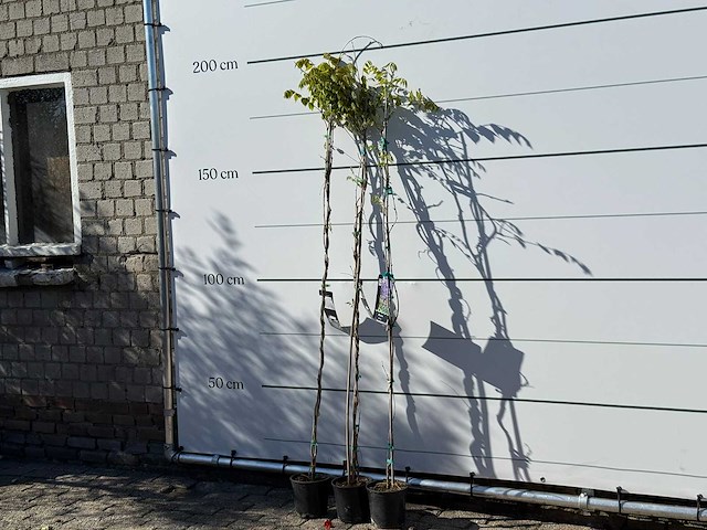 2x blauwe regen - wisteria sinensis - hoogte ca. 180 cm (let op: 2x) - afbeelding 1 van  2