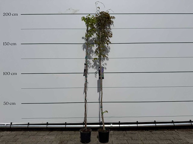 2x blauwe regen - wisteria sinensis - hoogte ca. 180 cm - afbeelding 3 van  3