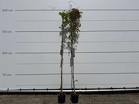 2x blauwe regen - wisteria sinensis - hoogte ca. 180 cm - afbeelding 3 van  3