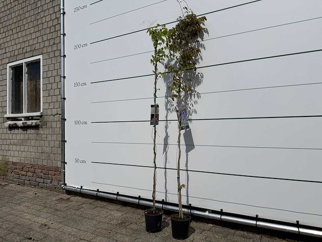 2x blauwe regen - wisteria sinensis - hoogte ca. 180 cm - afbeelding 1 van  3