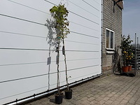 2x blauwe regen - wisteria sinensis - hoogte ca. 180 cm - afbeelding 3 van  3