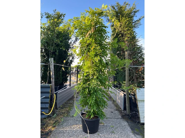 2x blauweregen, wisteria 'prolific', zuilvorm, blauwe bloei, ca. 2.5 m hoog - afbeelding 1 van  3