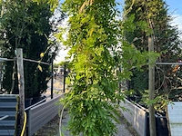 2x blauweregen, wisteria 'prolific', zuilvorm, blauwe bloei, ca. 2.5 m hoog