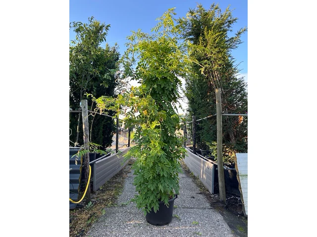 2x blauweregen, wisteria 'prolific', zuilvorm, blauwe bloei, ca. 2.5 m hoog - afbeelding 2 van  3
