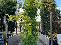 2x blauweregen, wisteria 'prolific', zuilvorm, blauwe bloei, ca. 2.5 m hoog - afbeelding 2 van  3