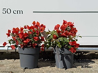 2x bougainvillea oranje - bougainvillea glabra sanderiana - hoogte ca. 30 cm - afbeelding 2 van  6