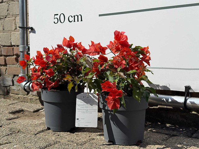 2x bougainvillea oranje - bougainvillea glabra sanderiana - hoogte ca. 30 cm - afbeelding 3 van  6