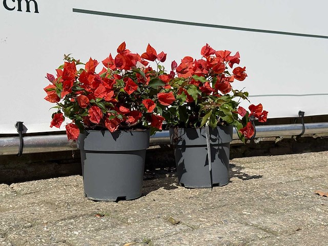 2x bougainvillea oranje - bougainvillea glabra sanderiana - hoogte ca. 30 cm - afbeelding 4 van  6