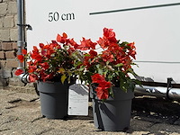 2x bougainvillea oranje - bougainvillea glabra sanderiana - hoogte ca. 30 cm - afbeelding 2 van  5