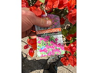 2x bougainvillea oranje - bougainvillea glabra sanderiana - hoogte ca. 30 cm - afbeelding 5 van  5