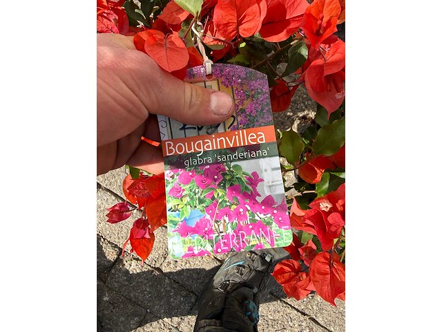 2x bougainvillea oranje - bougainvillea glabra sanderiana - hoogte ca. 30 cm - afbeelding 2 van  6