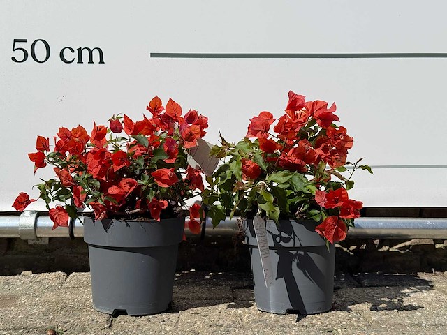 2x bougainvillea oranje - bougainvillea glabra sanderiana - hoogte ca. 30 cm - afbeelding 1 van  6