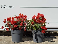 2x bougainvillea oranje - bougainvillea glabra sanderiana - hoogte ca. 30 cm - afbeelding 1 van  6