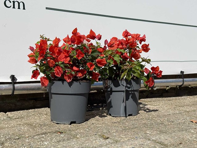 2x bougainvillea oranje - bougainvillea glabra sanderiana - hoogte ca. 30 cm - afbeelding 5 van  6