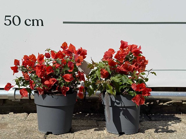 2x bougainvillea oranje - bougainvillea glabra sanderiana - hoogte ca. 30 cm - afbeelding 1 van  6