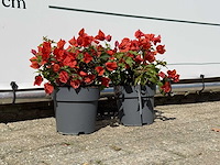 2x bougainvillea oranje - bougainvillea glabra sanderiana - hoogte ca. 30 cm - afbeelding 4 van  6