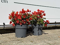 2x bougainvillea oranje - bougainvillea glabra sanderiana - hoogte ca. 30 cm - afbeelding 5 van  6