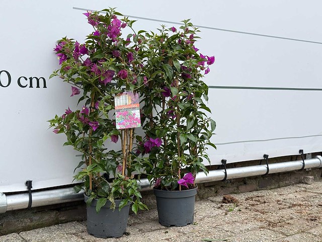 2x bougainvillea paars boog - bougainvillea glabra sanderiana - hoogte ca. 70 cm - afbeelding 2 van  2
