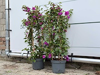2x bougainvillea paars boog - bougainvillea glabra sanderiana - hoogte ca. 70 cm - afbeelding 3 van  4