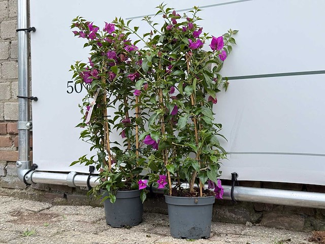 2x bougainvillea paars boog - bougainvillea glabra sanderiana - hoogte ca. 70 cm - afbeelding 2 van  2